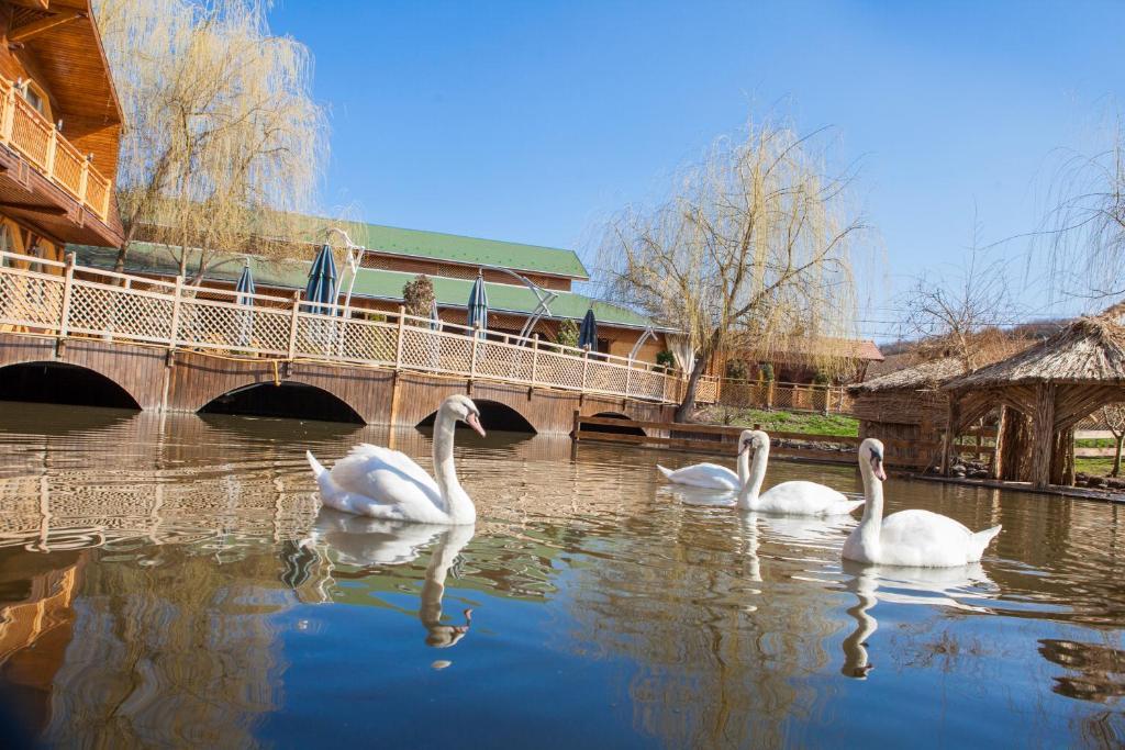 Complex Turistic Darina Sancraiu De Mures エクステリア 写真